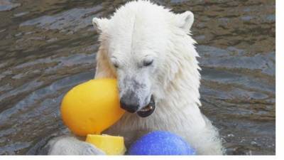 После смерти Услады в Ленинградском зоопарке появится новый медведь - piter.tv
