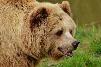 На Сахалине бурого медведя заметили около сельской школы - argumenti.ru - район Невельский - Сахалин
