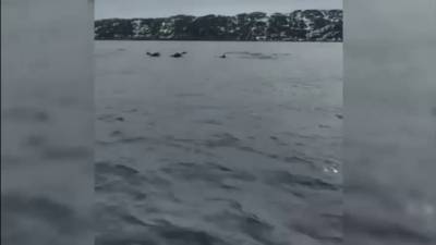 Александр Матвеев - Наперегонки с дельфинами: мурманский рыбак выложил забавное видео - vesti.ru