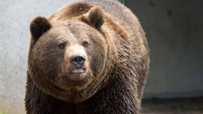 Бурый медведь неожиданно появился около дверей школы на Сахалине - 5-tv.ru - Сахалинская обл.