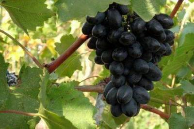 Сорт винограда Кодрянка - skuke.net - Молдавия - Виноград