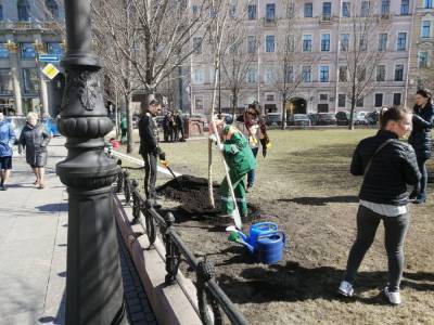 Циркачи вышли на Манежную и посадили клёны - neva.today - Санкт-Петербург - Благоустройство