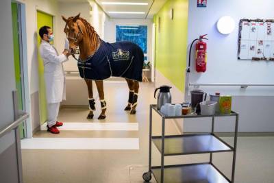Доктор Пейо: конь, который инстинктивно утешает больных и утоляет их боль - 24tv.ua