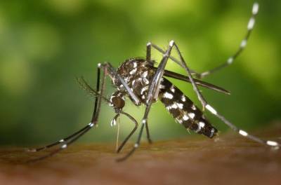 Аллерголог Бессмертный рассказал, для кого могут быть опасны комариные укусы - vm.ru