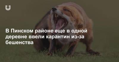 В Пинском районе еще в одной деревне ввели карантин из-за бешенства - news.tut.by - Брестская обл. - район Пинский