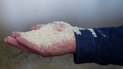 Наталия Назарук - Цены на рис в РФ могут вырасти к концу года - эксперт назвал причину - crimea.ria.ru - Крым - Краснодарский край - Севастополь