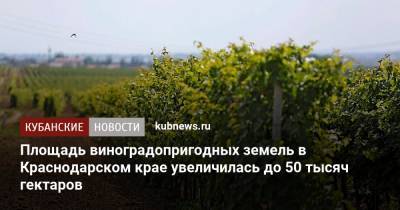 Вениамин Кондратьев - Площадь виноградопригодных земель в Краснодарском крае увеличилась до 50 тысяч гектаров - kubnews.ru - Крым - Краснодарский край - Кубань