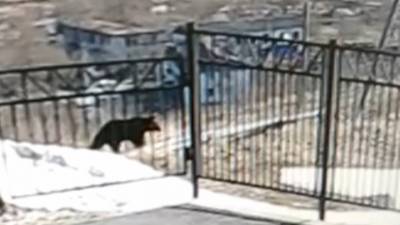 На Сахалине в селе Шебунино медведь пытался пробраться в местную школу - runews24.ru - Сахалинская обл. - район Невельский