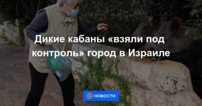 Дикие кабаны «взяли под контроль» город в Израиле - news.mail.ru - New York - Хайфы