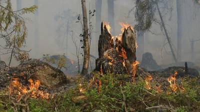 В Башкирии зафиксированы первые в этом году лесные пожары - bash.news - Башкирия - район Учалинский