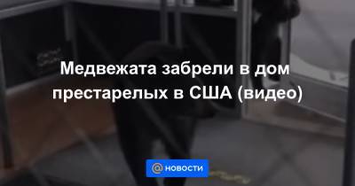 Анна Лысенко - Медвежата забрели в дом престарелых в США (видео) - news.mail.ru