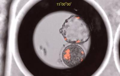 Биологи создали гибридные эмбрионы человека и макаки - korrespondent.net - Испания