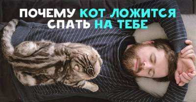 Зачем коты спят на хозяйской спине - skuke.net