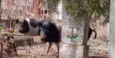 Стадо одичалых свиней разорило кладбище на Запорожье (ВИДЕО) - lenta.ua - Запорожская обл. - Запорожье