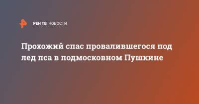 Прохожий спас провалившегося под лед пса в подмосковном Пушкине - ren.tv - Московская обл. - Московская область