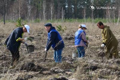 В Сенгилеевском районе высадили 6600 сосен в память о героях - ulpravda.ru - Ульяновская - район Сенгилеевский