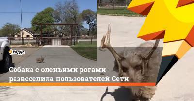 Собака с оленьими рогами развеселила пользователей Сети - ridus.ru - Техас