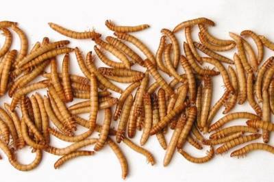 Антуан Юбер - Слияние на ринке насекомых: мучные черви подбираются к тарелкам потребителей - agroportal.ua - Франция
