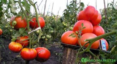 Лучшие гибриды томатов для открытого грунта - skuke.net