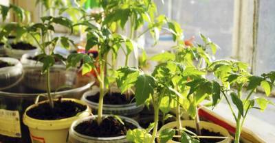 Выращиваю только крепко сбитую рассаду томатов, соседка по даче надоумила - skuke.net