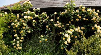 5 фактов о плетистых розах, которые нужно знать, чтобы правильно выбрать сорт розы - skuke.net