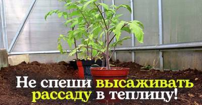 Замедляюсь и не высаживаю рассаду в теплицу наспех, быстрота нужна лишь при ловле блох - skuke.net