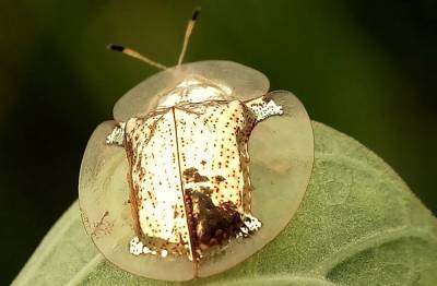 Агро - "Золотые" жуки, которые выглядят как драгоценность: невероятные фото, видео - 24tv.ua - Камбоджа - Бирма - Таиланд
