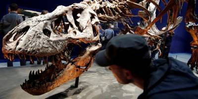 Счет на миллиарды. Сколько тираннозавров проживало на Земле и какое их количество поместилось бы в Полтаве — исследование - nv.ua - Полтава