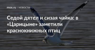 Седой дятел и сизая чайка: в «Царицыне» заметили краснокнижных птиц - mos.ru - Москва