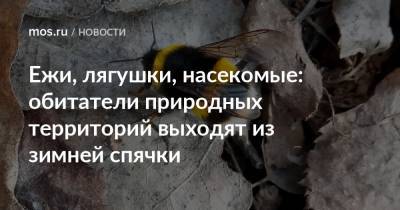 Ежи, лягушки, насекомые: обитатели природных территорий выходят из зимней спячки - mos.ru - Москва