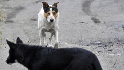 В Башкирии собаки насмерть загрызли маленького ребенка - iz.ru - Башкирия - район Учалинский