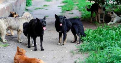 Последний отлов собак в районе, где загрызли ребенка, был в 2019 году - ren.tv - Башкирия - район Учалинский