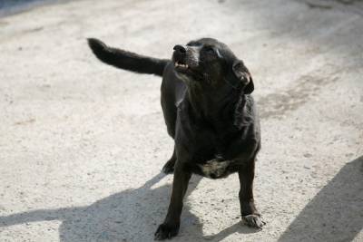 В Башкирии бродячие собаки насмерть загрызли четырехлетнего мальчика - znak.com - Башкирия - район Учалинский