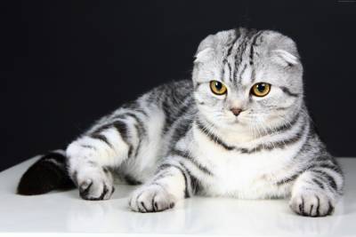 10 пород кошек, за которыми очень сложно ухаживать - 24tv.ua