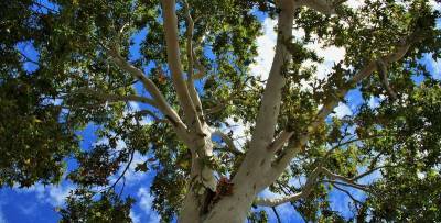 Федул Ветреник 18 апреля 2021 - что запрещено делать в этот день - ТЕЛЕГРАФ - telegraf.com.ua - Греция