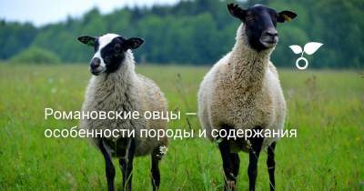 Петр Первый - Романовские овцы — особенности породы их содержания - skuke.net - Ярославская обл.