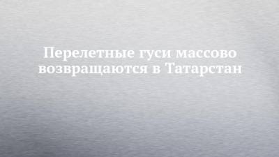Перелетные гуси массово возвращаются в Татарстан - chelny-izvest.ru - респ. Татарстан