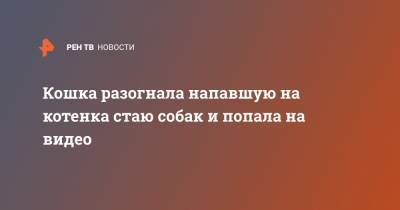 Кошка разогнала напавшую на котенка стаю собак и попала на видео - ren.tv - Турция