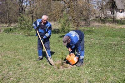 По 3 000 деревьев и кустарников. В Гродно приступили к озеленению - grodnonews.by