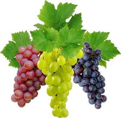 Что такое виноград - skuke.net - Виноград