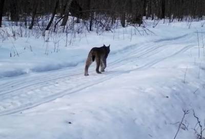 Поль Лодейный - Видео: рысь дефилирует по апрельскому снегу в лесах у Лодейного Поля - online47.ru