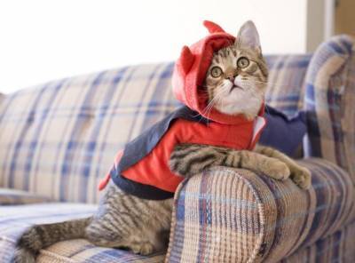 Как защитить новый диван от кошачьих когтей? - skuke.net