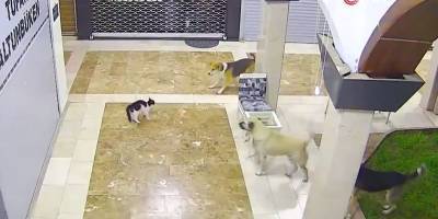 Три собаки загнали в угол кота в магазине, но мама-кошка спасла его - Видео - ТЕЛЕГРАФ - telegraf.com.ua - Турция