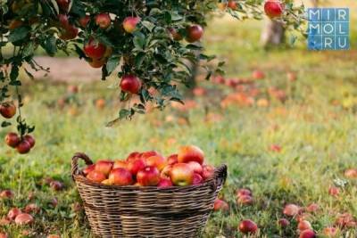 На юге Дагестана закладывается один из самых больших суперинтенсивных яблоневых садов - mirmol.ru - респ. Дагестан - Сербия - Голландия - район Магарамкентский