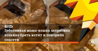 Заботливая мама-кошка запретила хозяйке брать котят и покорила соцсети - ridus.ru