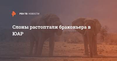 Слоны растоптали браконьера в ЮАР - ren.tv - Юар