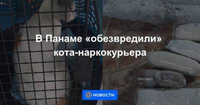 В Панаме «обезвредили» кота-наркокурьера - news.mail.ru - Панама - Республика Панама