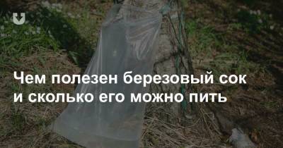 Чем полезен березовый сок и сколько его можно пить - news.tut.by