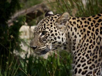 Геномные различия между африканскими и азиатскими леопардами оказались неожиданно большими - polit.ru