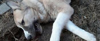 В Вологде по факту гибели собаки, выброшенной с восьмого этажа, возбудили уголовное дело - vologda-poisk.ru - Вологда